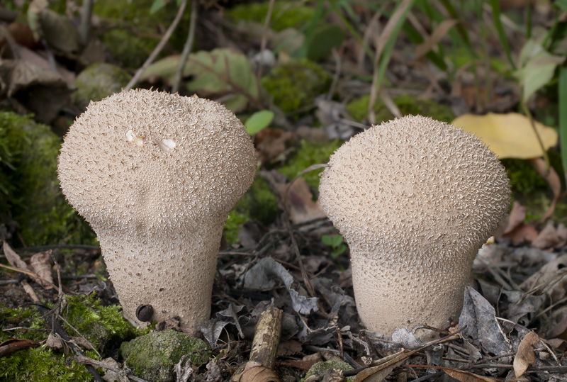 Lycoperdon excipuliforme